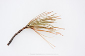 Ponderosa Pine Sprig in Snow