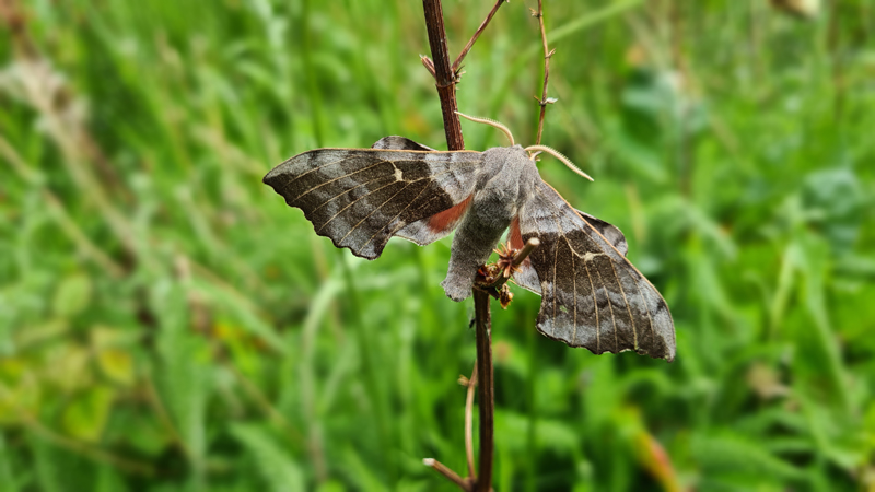 Poplar Hawk-moth (Laothoe populi)  Fraser Simpson 2021