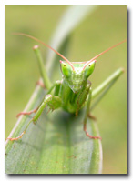 Praying Mantis