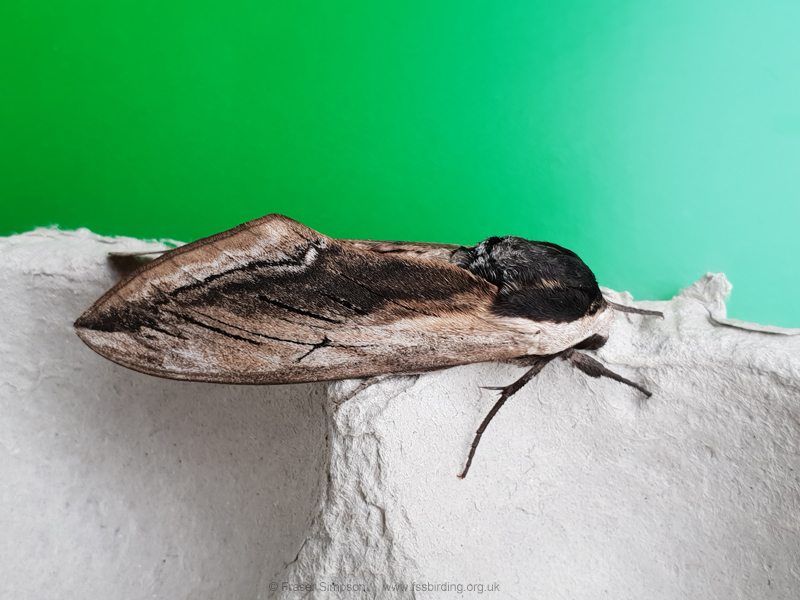 Privet Hawk-moth (Sphinx ligustri)  Fraser Simpson