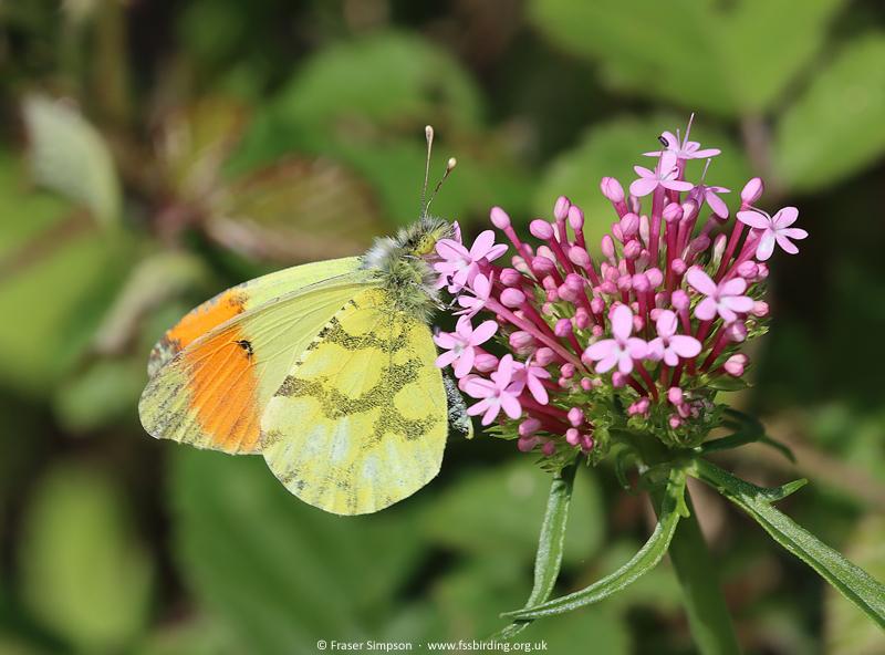 Provence Orange Tip (Anthocharis euphenoides) � Fraser Simpson