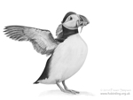 Puffin sketch  Fraser Simpson