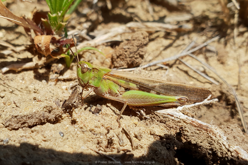 Puissant's Green-winged Grasshopper (Aiolopus puissanti), Atlanterra  Fraser Simpson