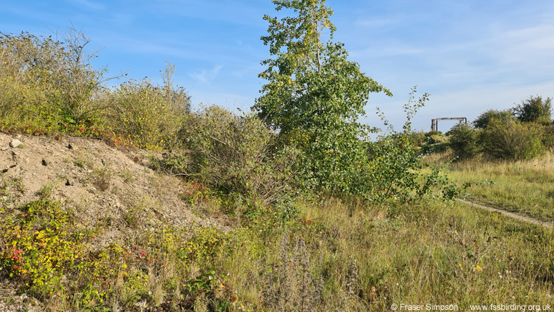 Habitat of Southern Sickle-bearing Bush-cricket (Phaneroptera nana)  Fraser Simpson
