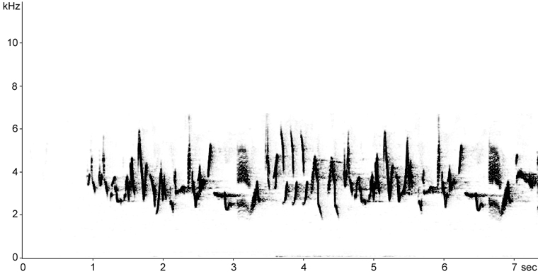 Sonogram of Purple Finch song