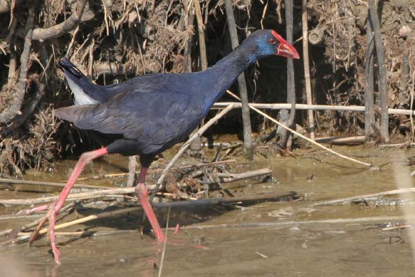 Purple Swamp-Hen, La Janda  2005  F. S. Simpson