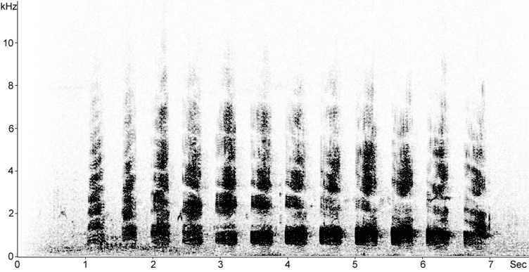 Sonogram of Purple Heron calls