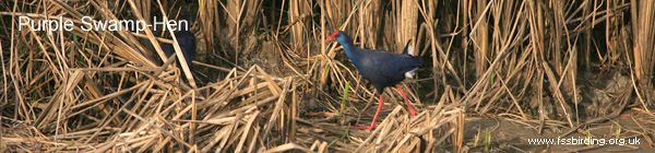 Purple Swamp-Hen in La Janda, Spain ©2006 Fraser Simpson