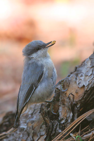 Pygmy Nuthatch 2006 Fraser Simpson