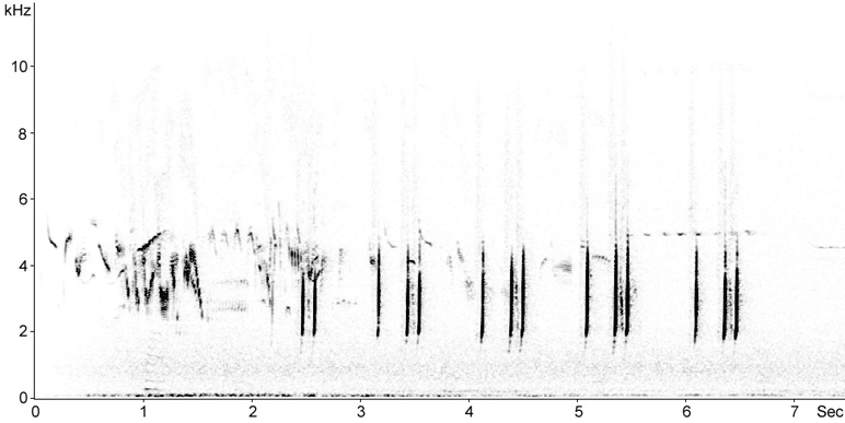 Sonogram of Common Quail song