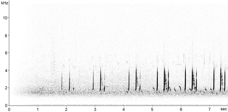 Sonogram of Common Quail song