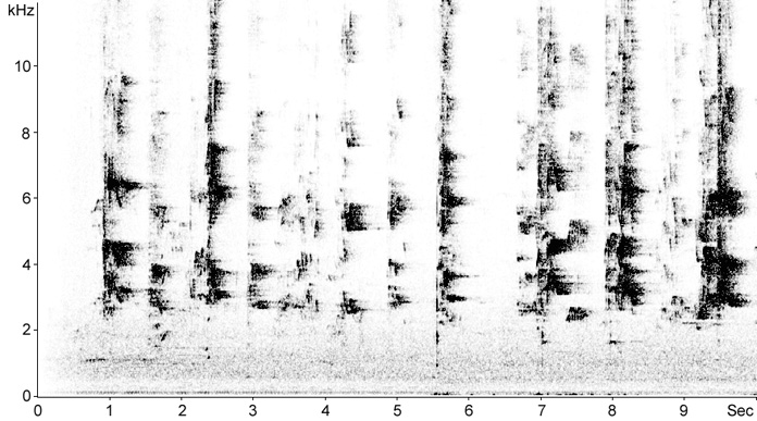 Sonogram of Rainbow Lorikeet calls