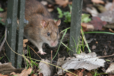 Brown Rat  2007 Fraser Simpson