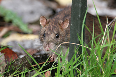 Brown Rat  2007 Fraser Simpson