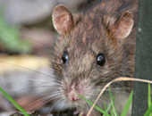 Brown Rat