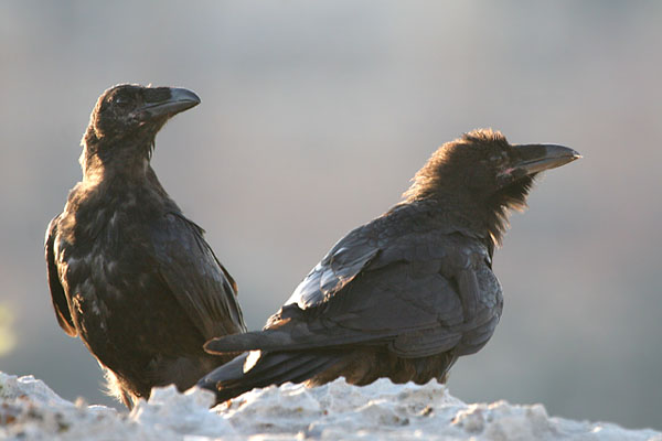 Raven 2006 Fraser Simpson