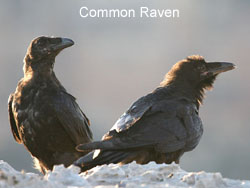 Common Ravens  2006  F. S. Simpson