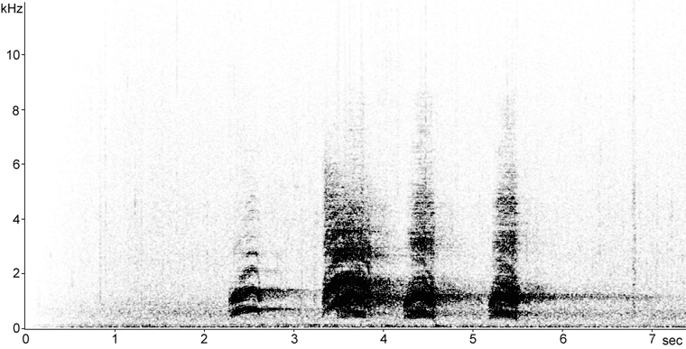 Sonogram of Raven calls