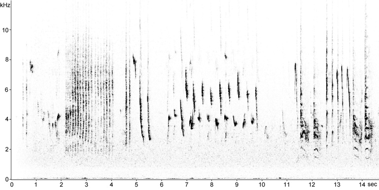 Sonogram of Red-backed Shrike song