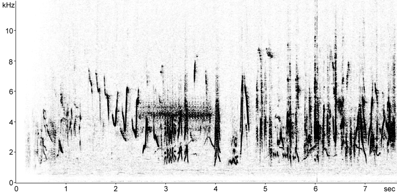 Sonogram of Red-backed Shrike song