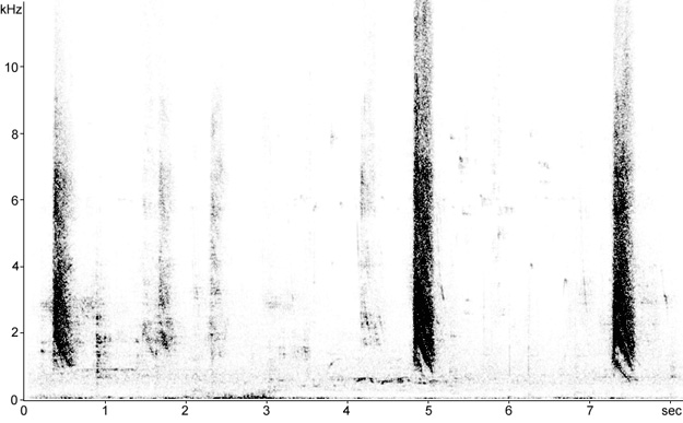 Sonogram of Red-billed Chough calls