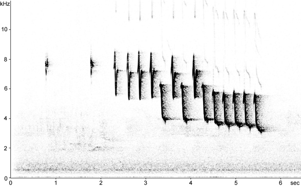 Sonogram of Red-breasted Flycatcher song