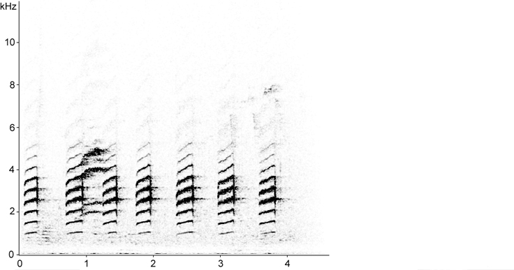 Sonogram of Song Sparrow song