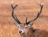 Red Deer