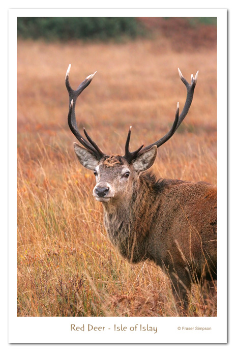 Red Deer Stag, Kildalton  2007 Fraser Simpson