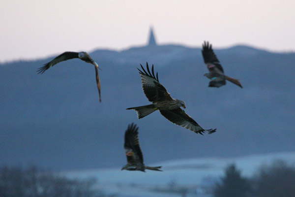 Red Kite 2005 Fraser Simpson