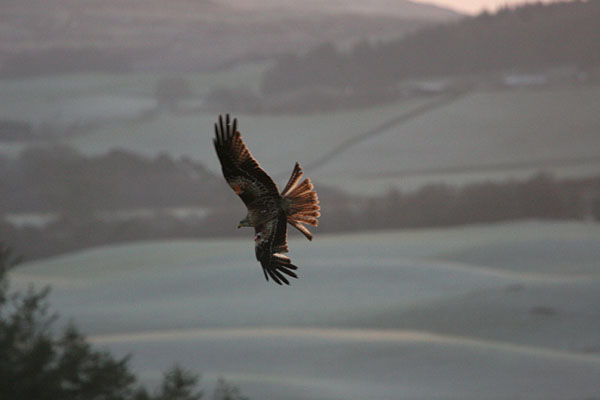 Red Kite 2005 Fraser Simpson
