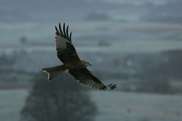 Red Kite 2005 Fraser Simpson