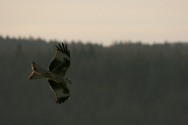 Red Kite 2005 Fraser Simpson