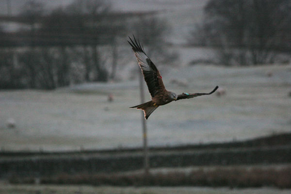 Red Kite 2005 Fraser Simpson