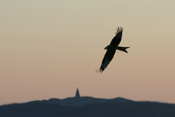 Red Kite 2005 Fraser Simpson