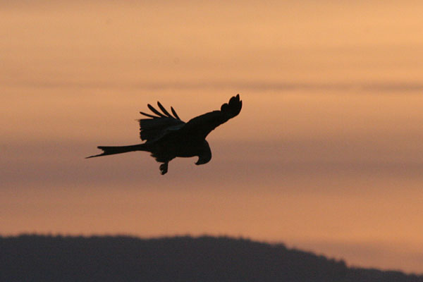 Red Kite 2005 Fraser Simpson