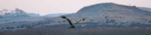 Red Kite, Loch Ken ©2005 Fraser Simpson
