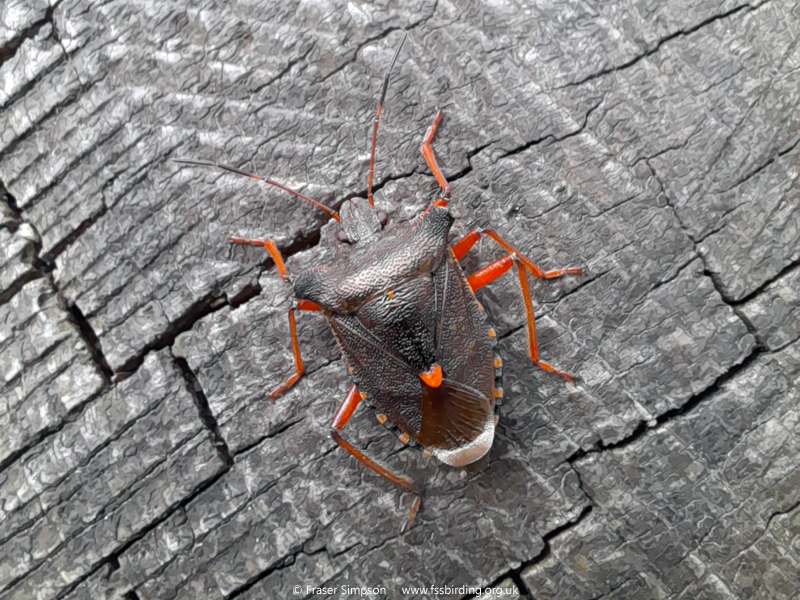 Red-legged Shieldbug (Pentatoma rufipes) © Fraser Simpson