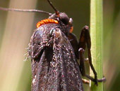 Red-necked Footman