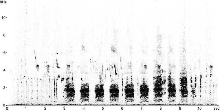 Sonogram of territorial/displaying Red-necked Grebes © 2010 Fraser Simpson