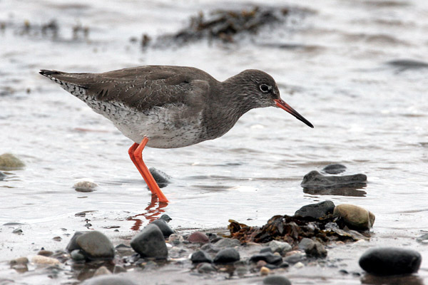 Redshank 2006 Fraser Simpson