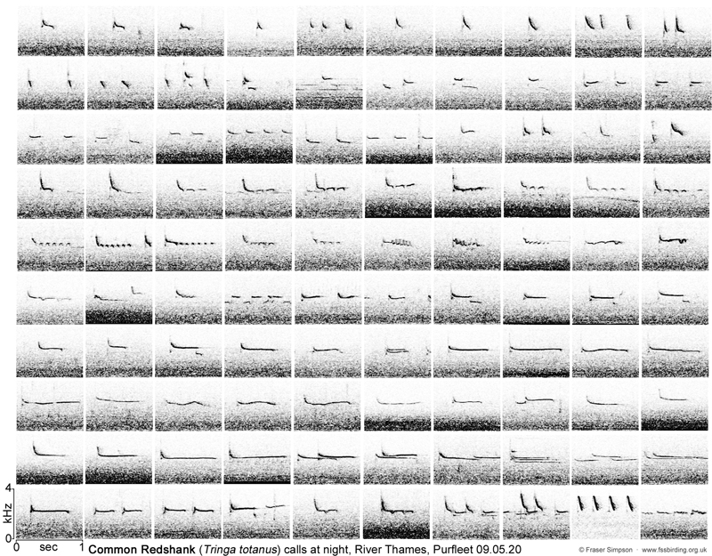 Sonogram of Redshank calls