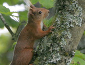 Red Squirrel