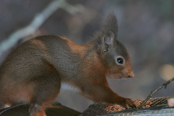 Red Squirrel 2005 Fraser Simpson