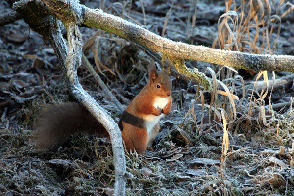 Red Squirrel 2005 Fraser Simpson