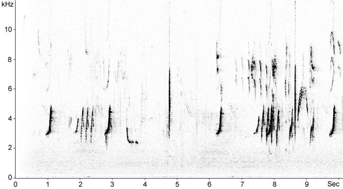 Sonogram of Redstart calls