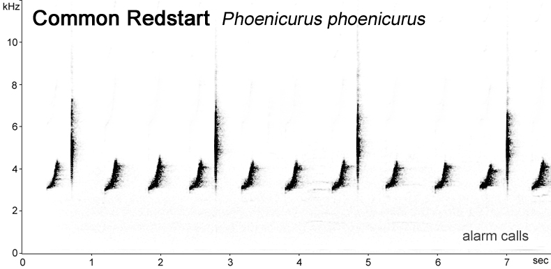 Sonogram of Redstart alarm calls  Fraser Simpson