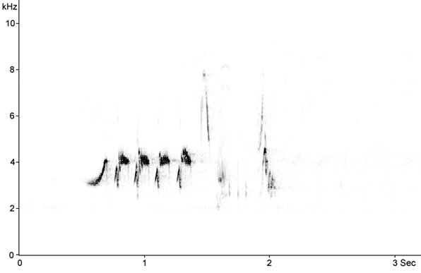 Sonogram of Redstart song