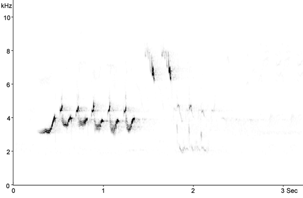 Sonogram of Redstart song