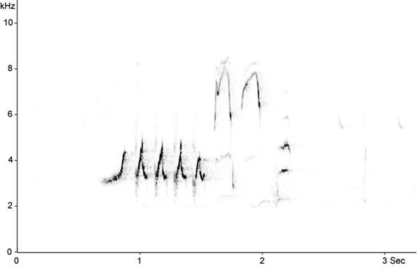 Sonogram of Redstart song